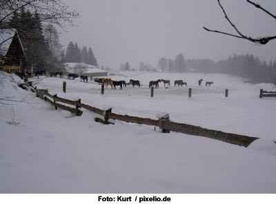 Pferde im Winter - Vorsorgen ist besser als heilen