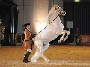 Barockshow und vieles Mehr auf der Faszination Pferd in Nürnberg