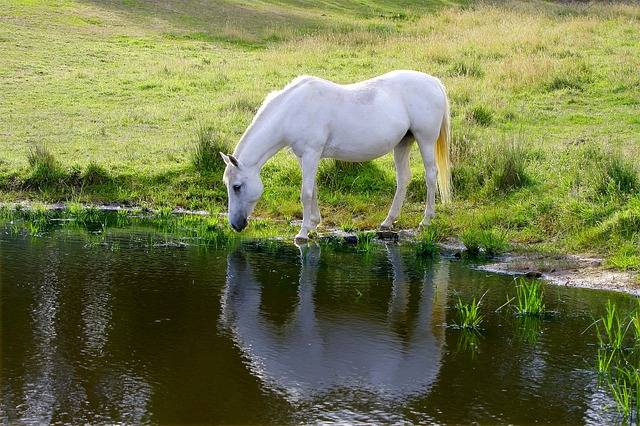 Pferd am Wasser