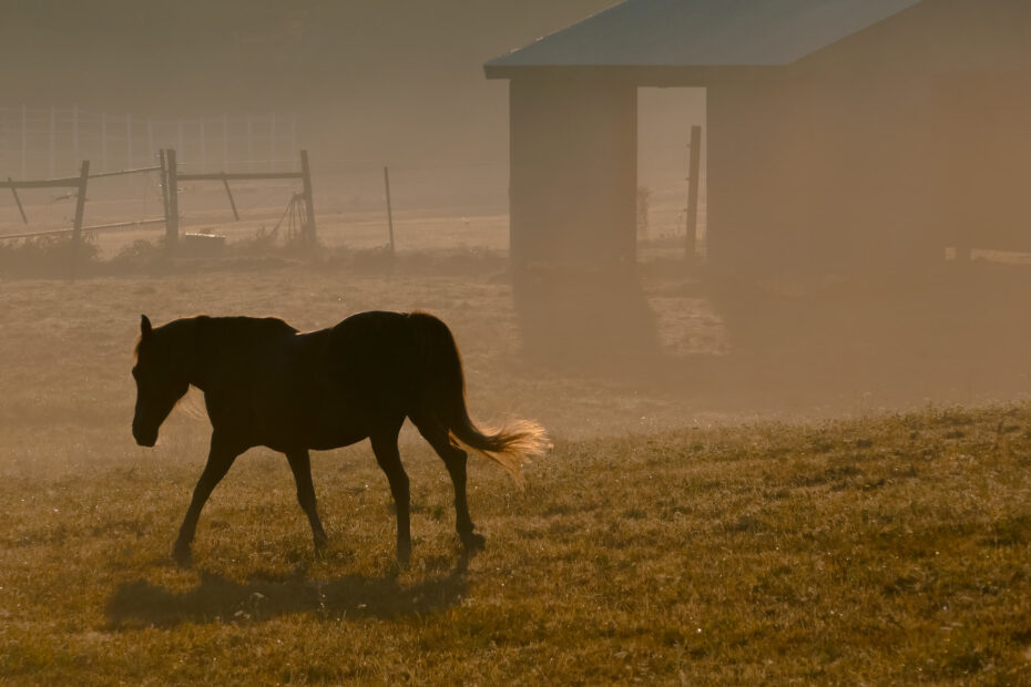 Horse in the mist, public domain
