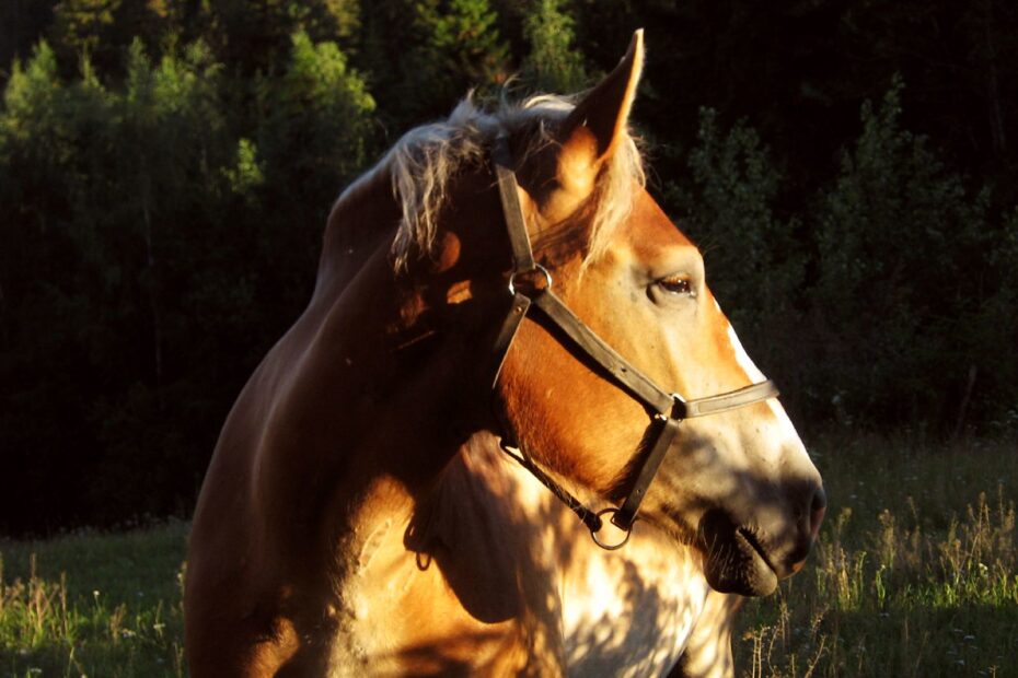 Pferd, Lizenz: Public Domain