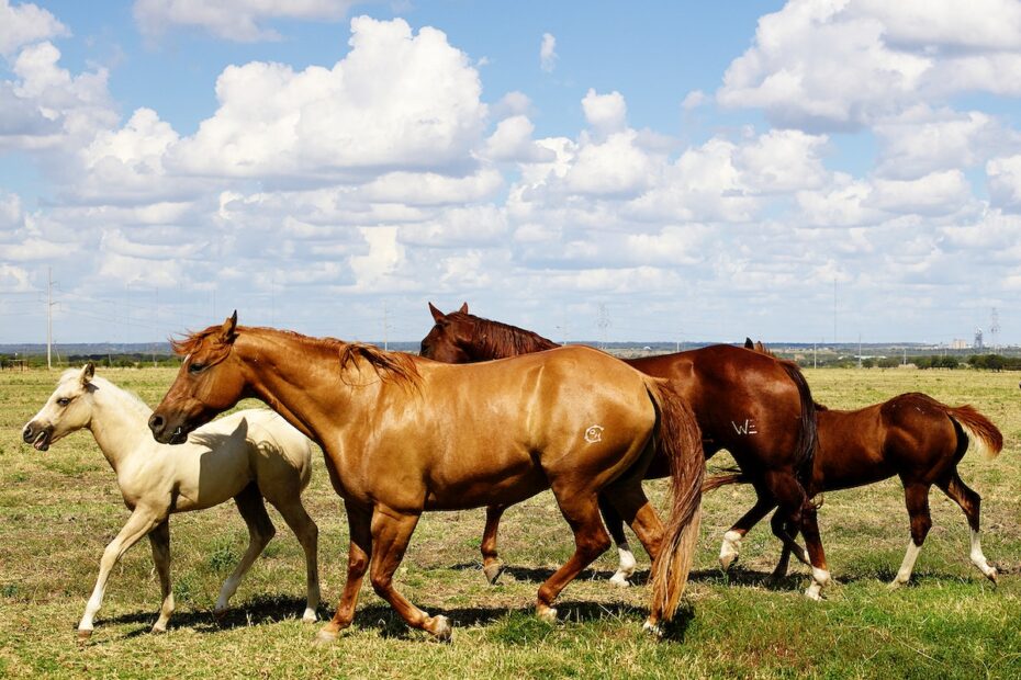 Beautiful horses romp at the Cannon Quarter Horse Ranch near Venus, Texas. Original image from Carol M. Highsmiths America, Library of Congress collection. Digitally enhanced by rawpixel, public domain